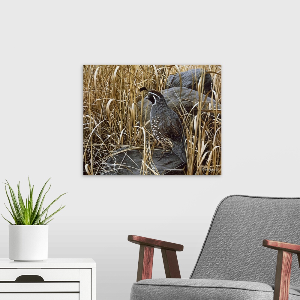 A modern room featuring A quail rests next to a large rock in the high grasses.