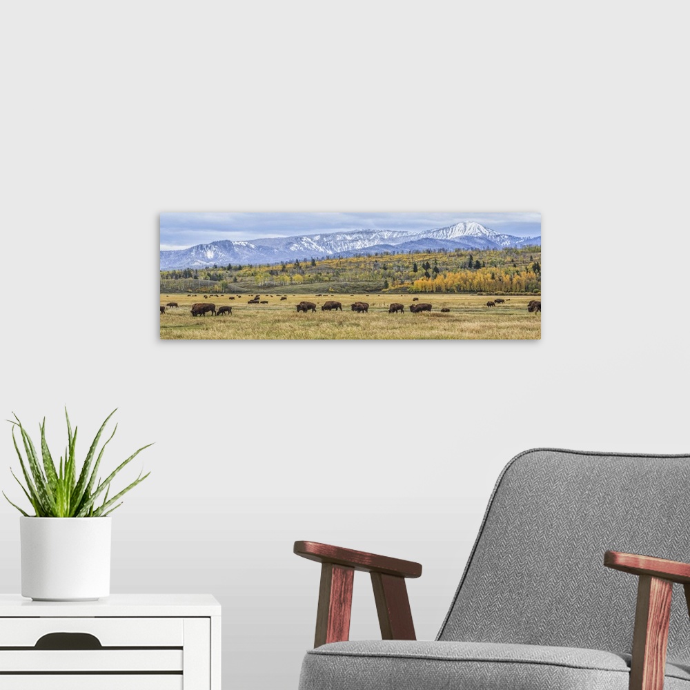 A modern room featuring A photograph of bison grazing on the plains below the Teton mountains.