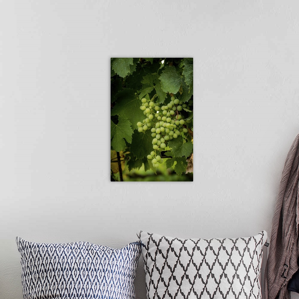 A bohemian room featuring A photograph of a patch of vineyard grapes.