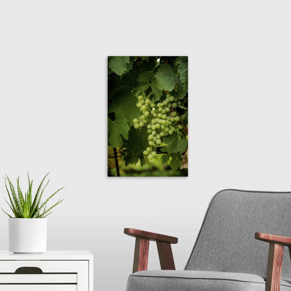 A modern room featuring A photograph of a patch of vineyard grapes.