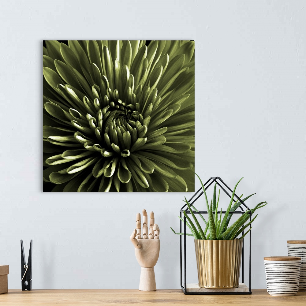 A bohemian room featuring Green Chrysanthemum Close Up