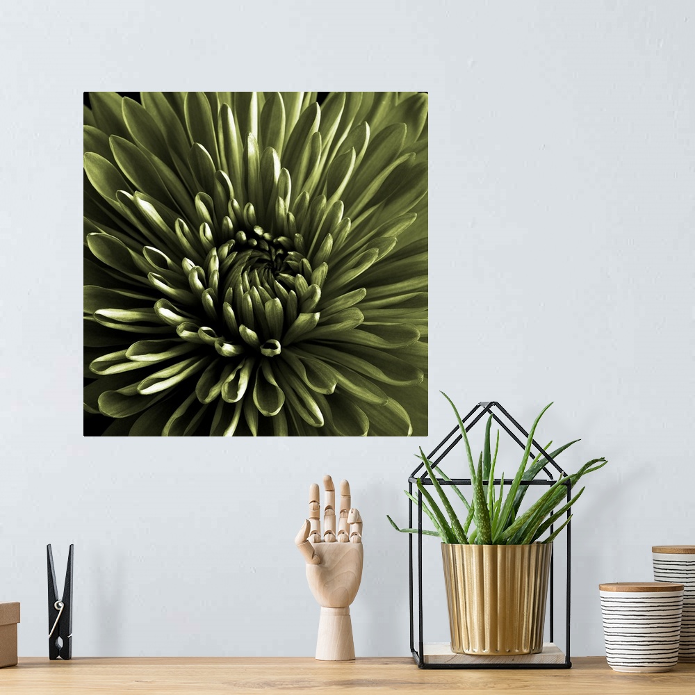 A bohemian room featuring Green Chrysanthemum Close Up