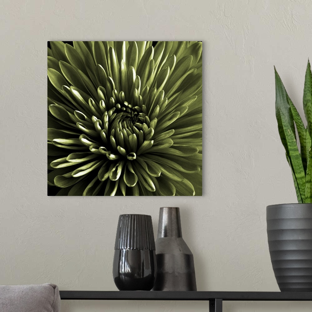 A modern room featuring Green Chrysanthemum Close Up