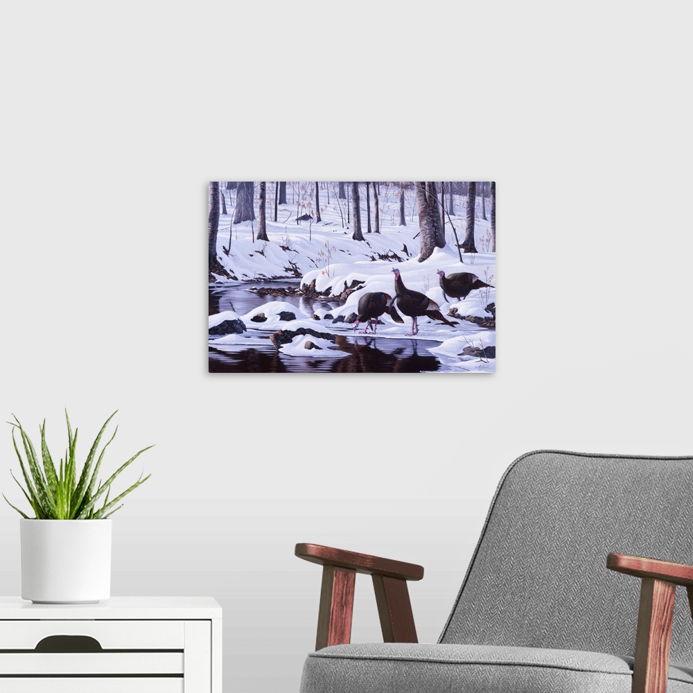 A modern room featuring Wild turkeys drinking at a forest stream after a heavy snowfall.
