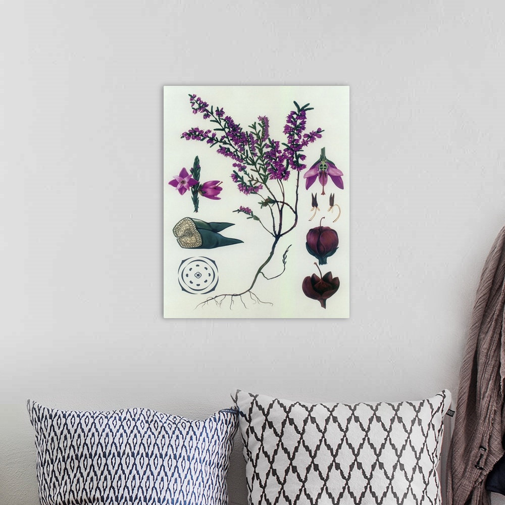 A bohemian room featuring Heather - Botanical Illustration