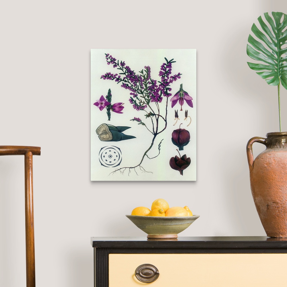 A traditional room featuring Heather - Botanical Illustration