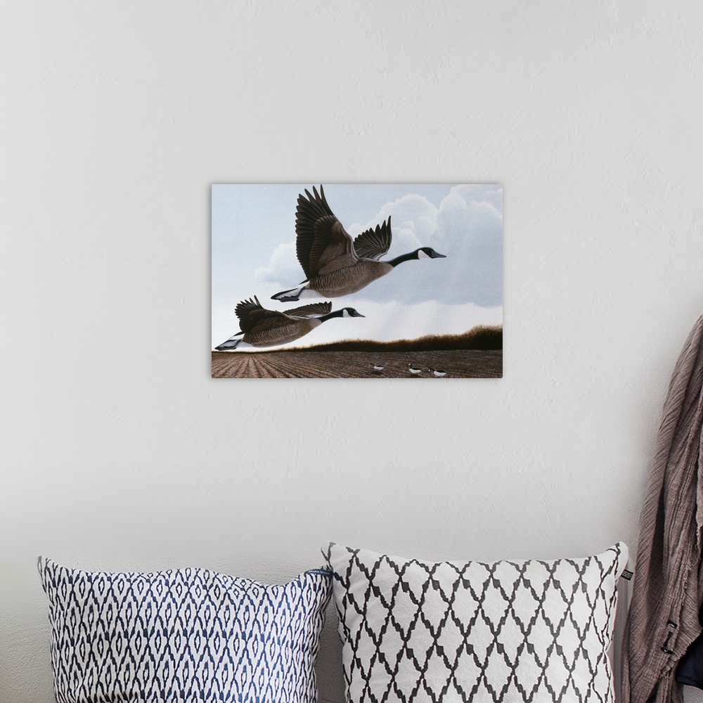 A bohemian room featuring Two canada geese taking off from a field.