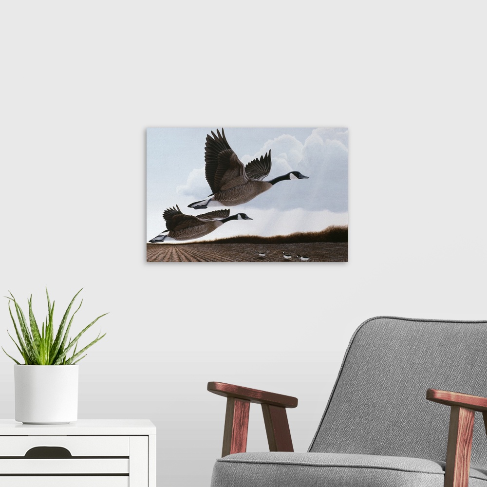 A modern room featuring Two canada geese taking off from a field.