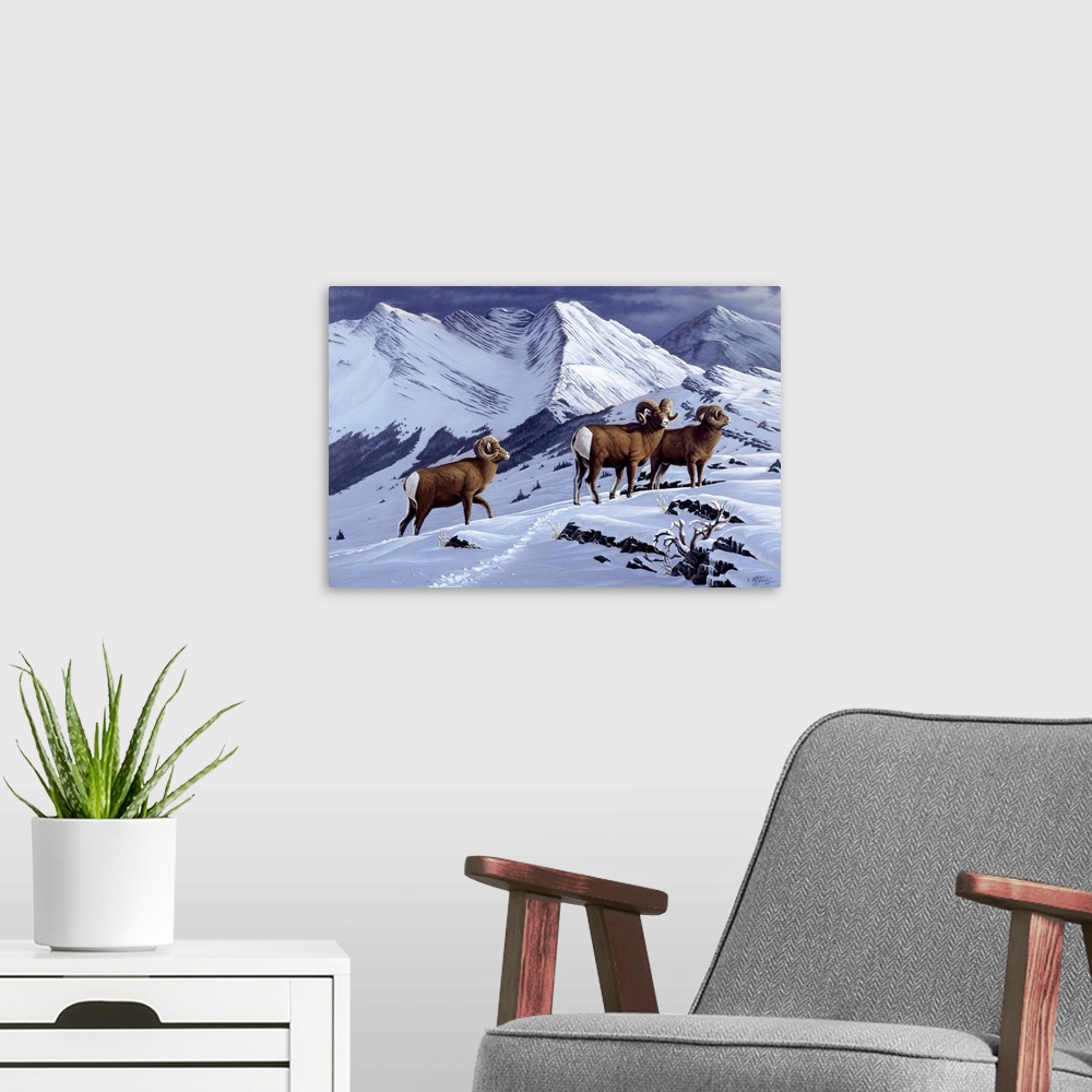 A modern room featuring Three wild rams in a snowy mountain landscape.