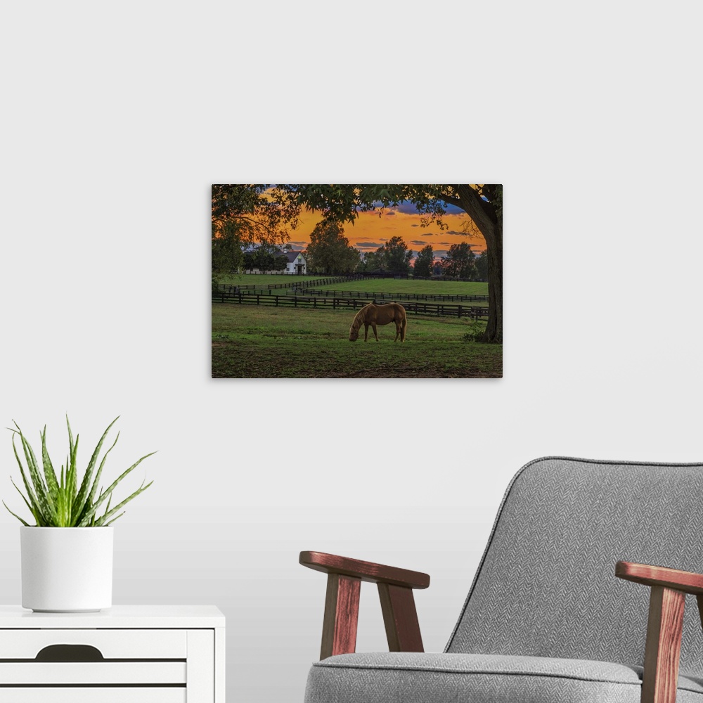 A modern room featuring Photograph of a horse grazing in a paddock at sunset.