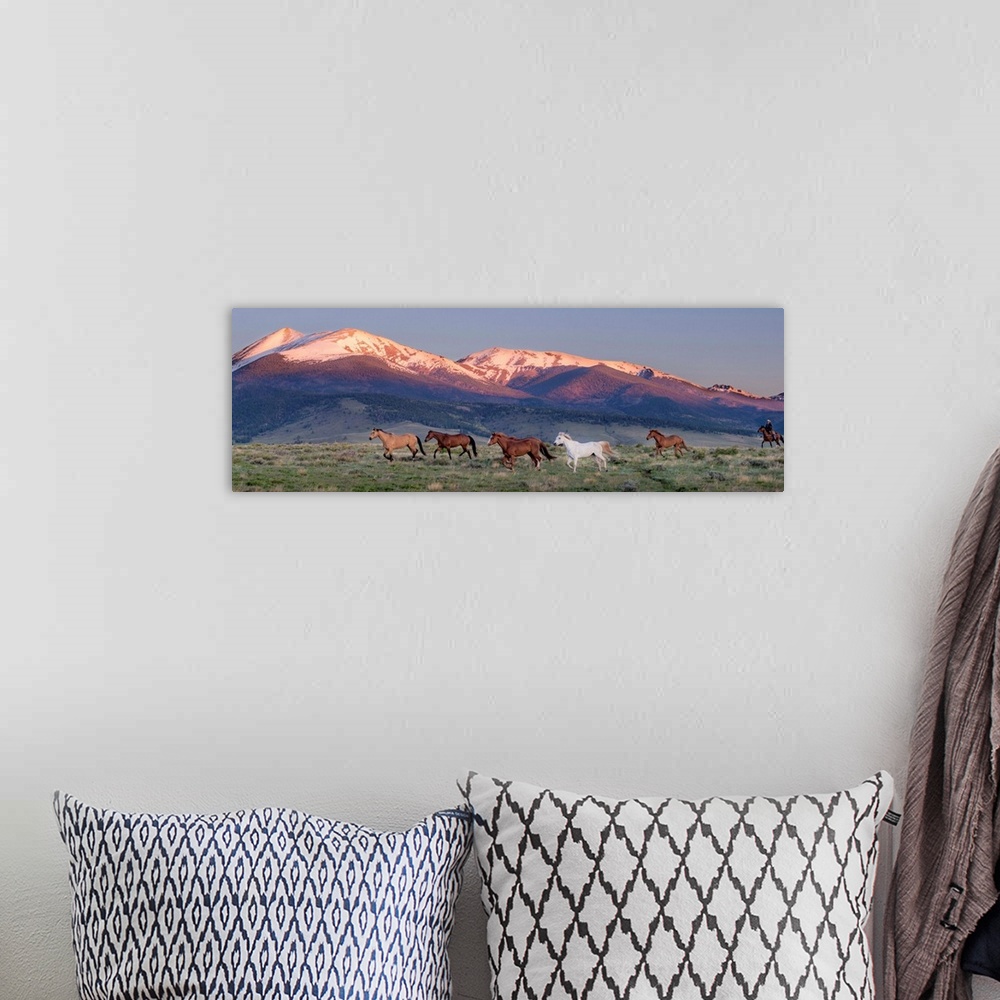 A bohemian room featuring Photograph of wild horses galloping in a field with snow capped mountains in the background at su...