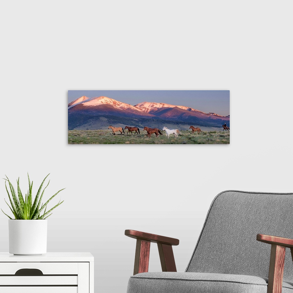 A modern room featuring Photograph of wild horses galloping in a field with snow capped mountains in the background at su...