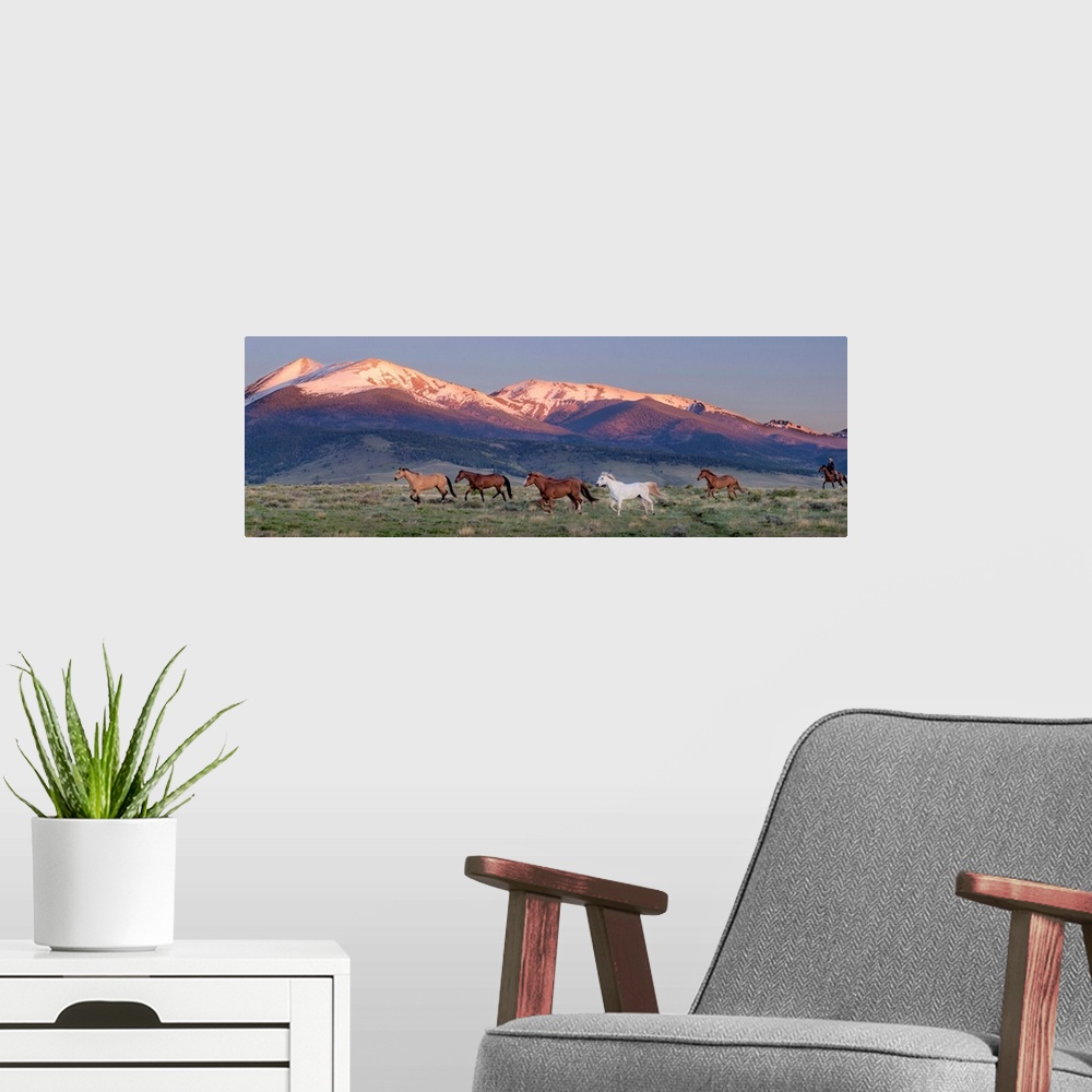 A modern room featuring Photograph of wild horses galloping in a field with snow capped mountains in the background at su...