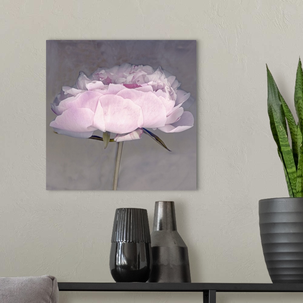 A modern room featuring peonyflower