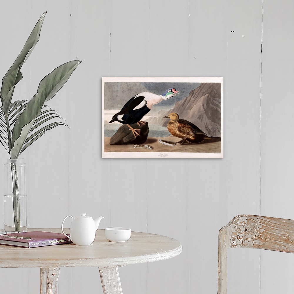 A farmhouse room featuring Vintage scientific illustration of a bird.