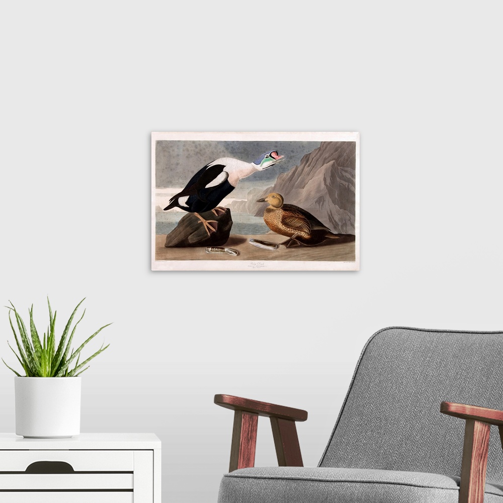 A modern room featuring Vintage scientific illustration of a bird.