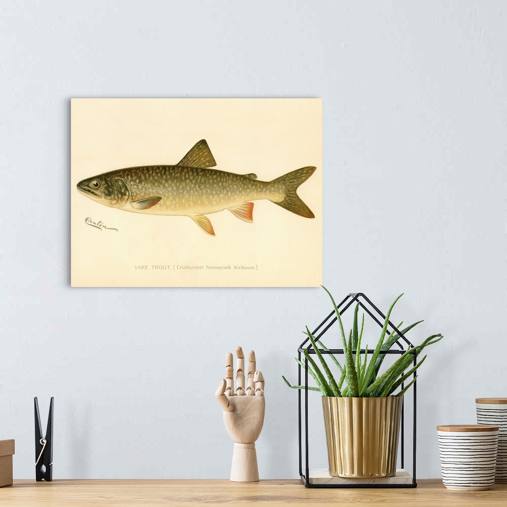 A bohemian room featuring Lake Trout