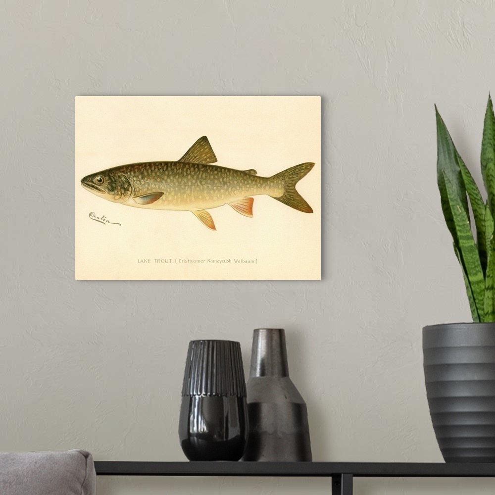 A modern room featuring Lake Trout