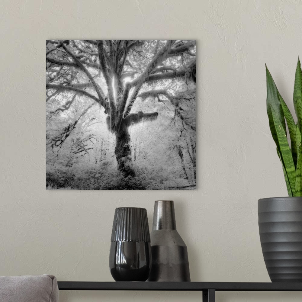 A modern room featuring Tree, forest, black and white photography
