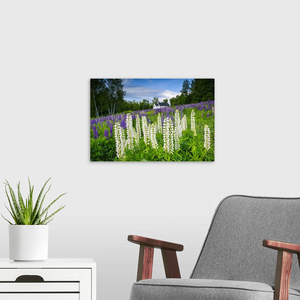 A modern room featuring Landscape photograph of white and purple lupines in a hilly field with a white church in the back...