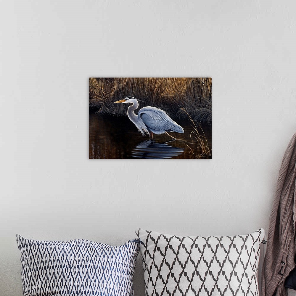 A bohemian room featuring Great blue heron walking in a shallow pond, looking for food.