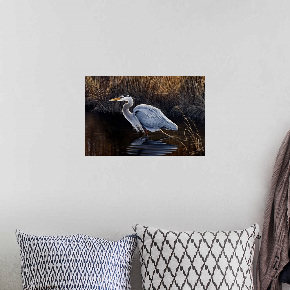 A bohemian room featuring Great blue heron walking in a shallow pond, looking for food.