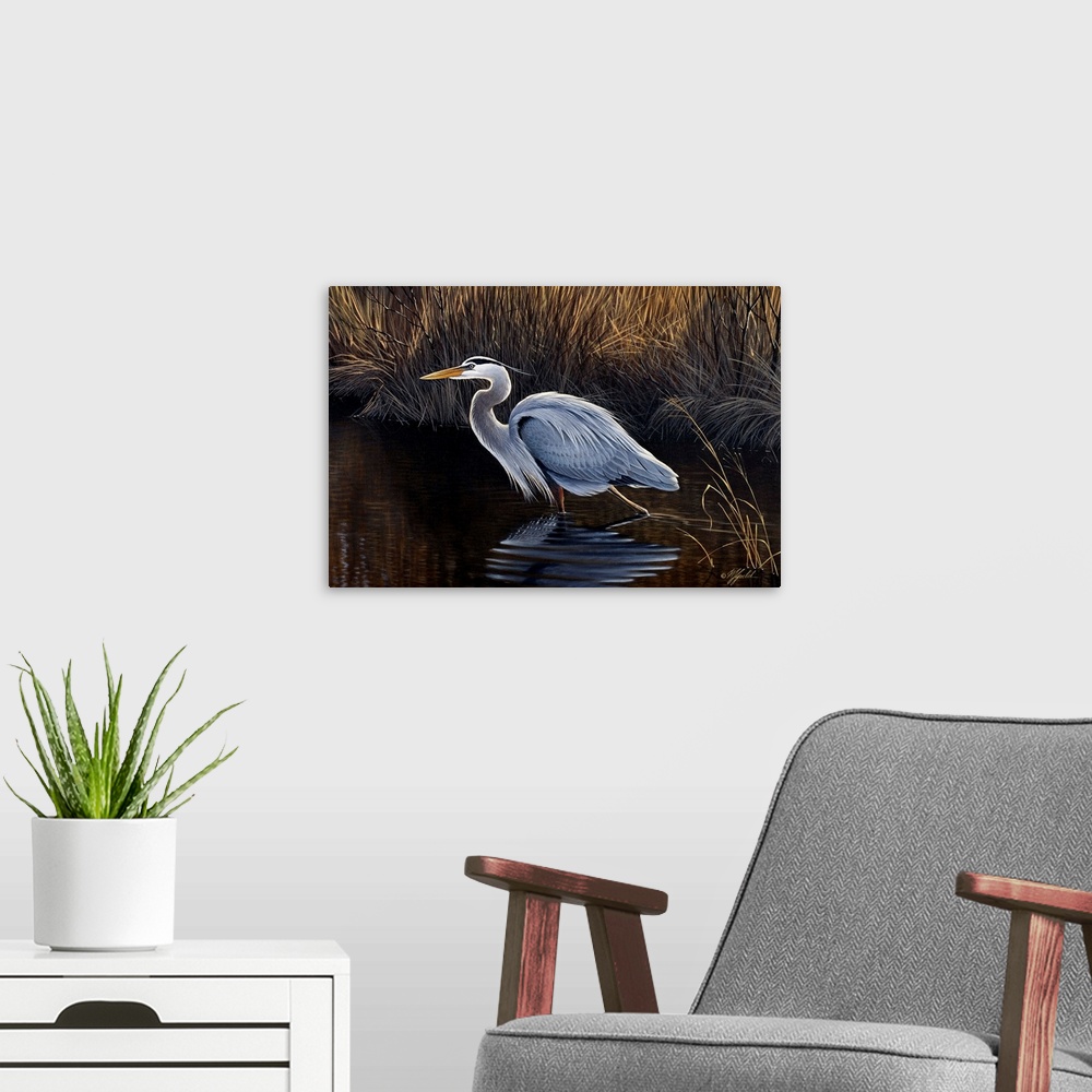 A modern room featuring Great blue heron walking in a shallow pond, looking for food.