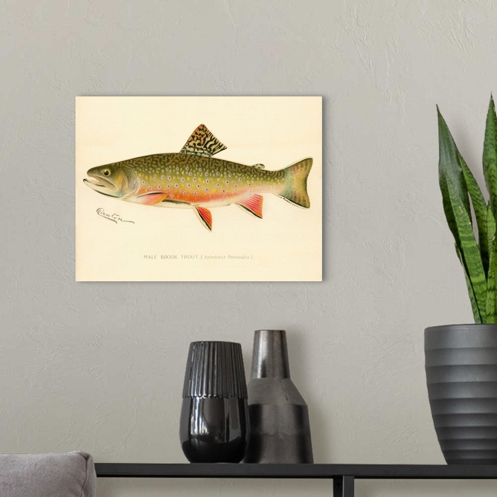 A modern room featuring Male Brook Trout