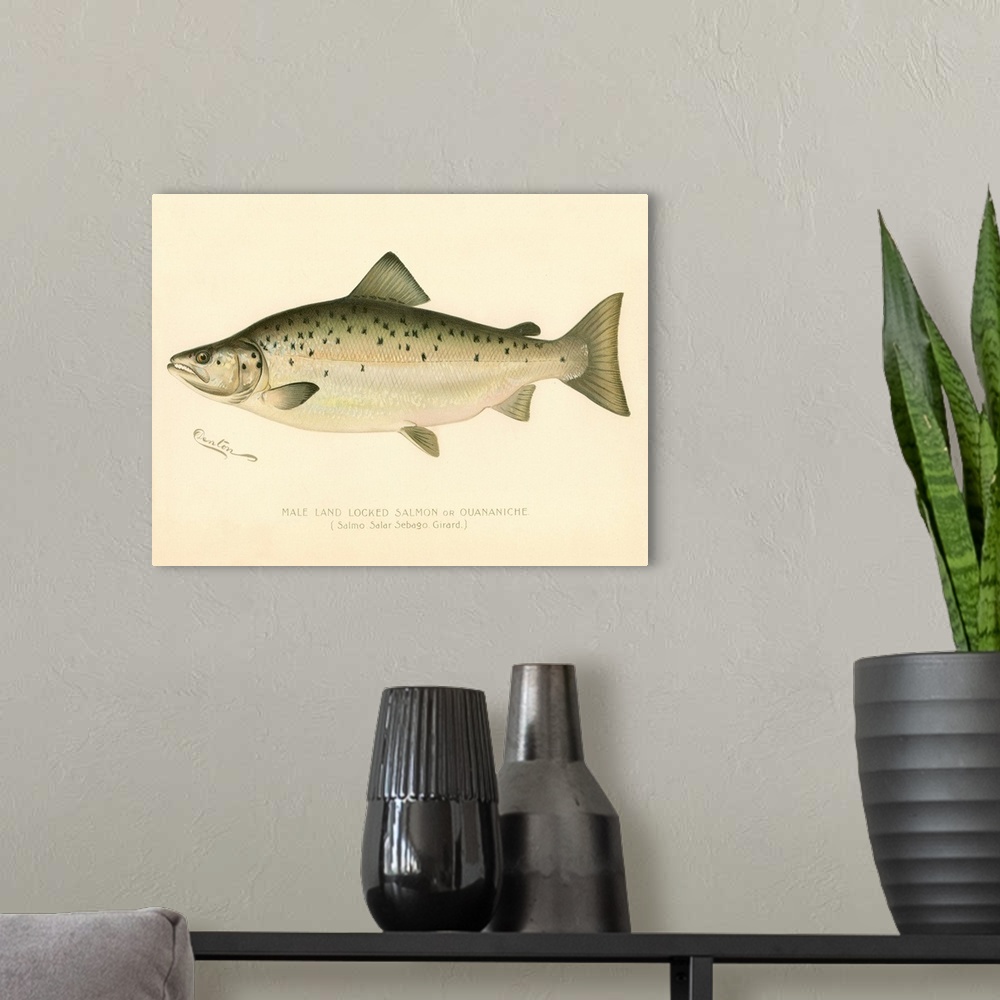 A modern room featuring Male Land Locked Salmon