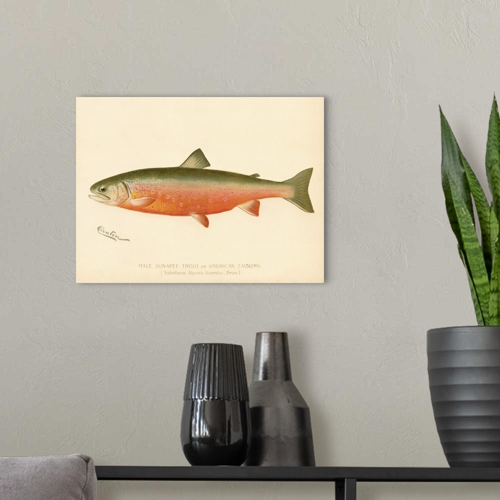 A modern room featuring Male Sunapee Trout