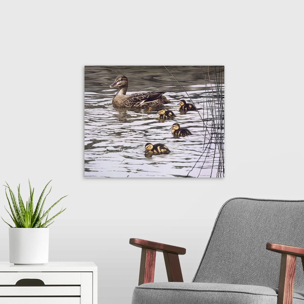A modern room featuring A mallard family (mother and four ducklings) makes its way through the water.