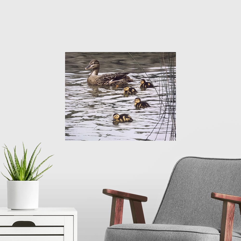 A modern room featuring A mallard family (mother and four ducklings) makes its way through the water.
