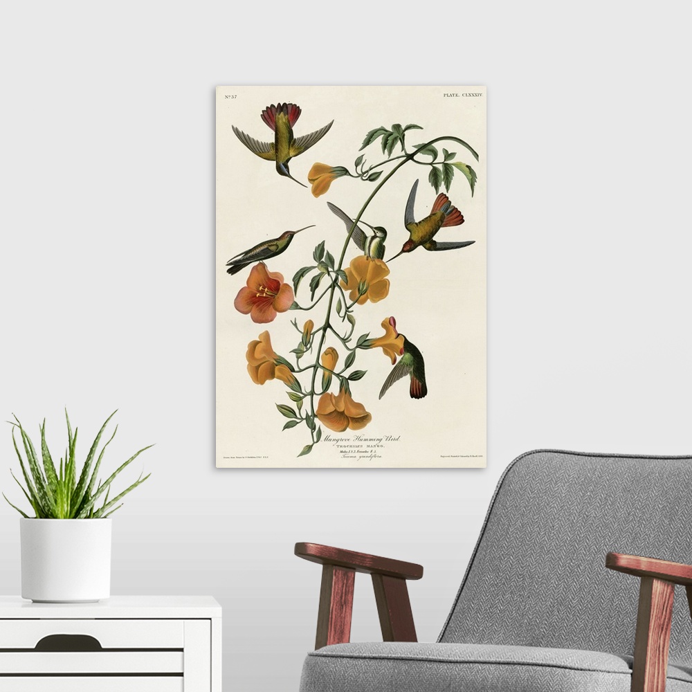 A modern room featuring Audubon Birds, Mangrove Hummingbird