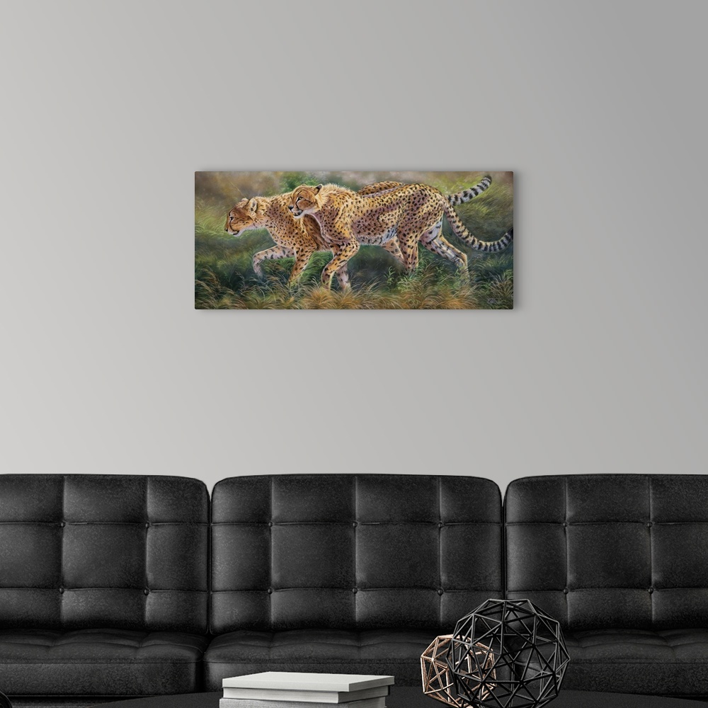 A modern room featuring two cheetahs stalking prey