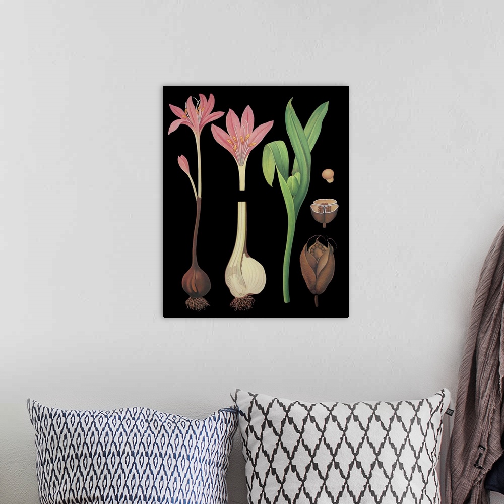 A bohemian room featuring Meadow Saffron - Botanical Illustration