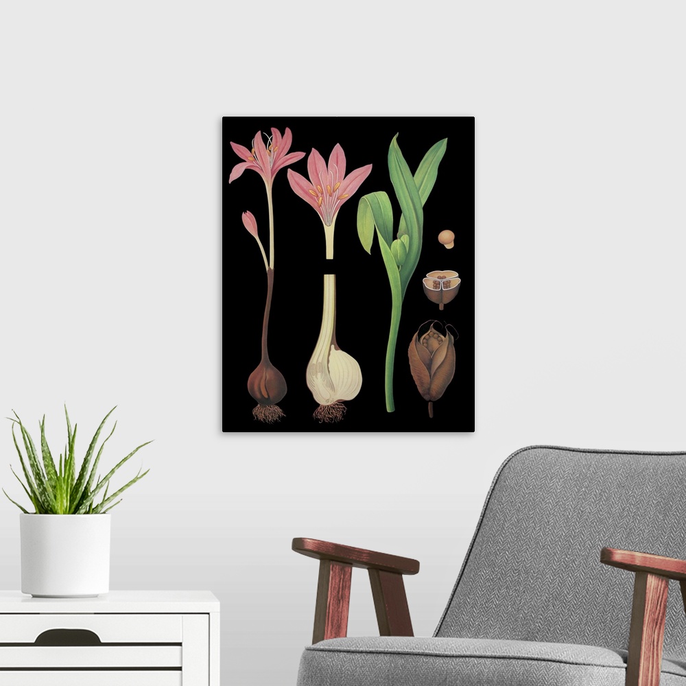 A modern room featuring Meadow Saffron - Botanical Illustration