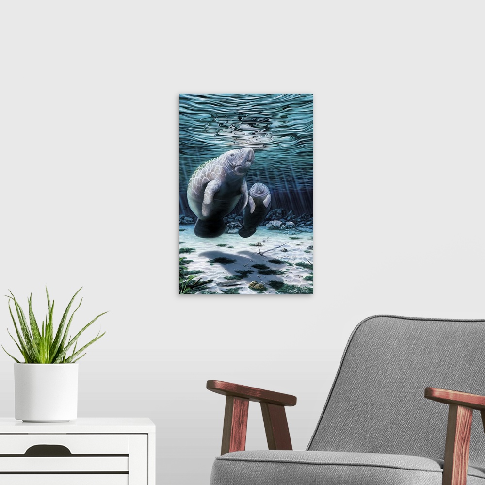 A modern room featuring Manatee and her calf.