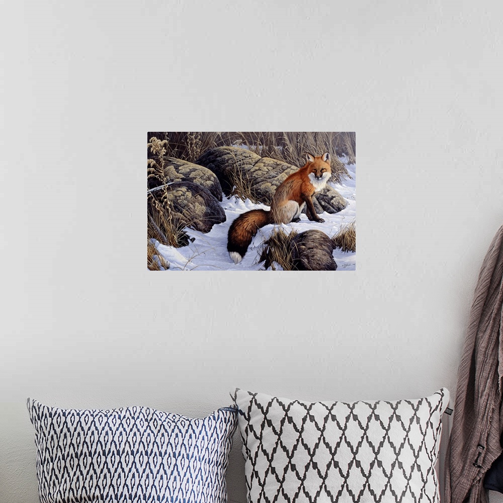 A bohemian room featuring Red fox sitting in the snow by some rocks.