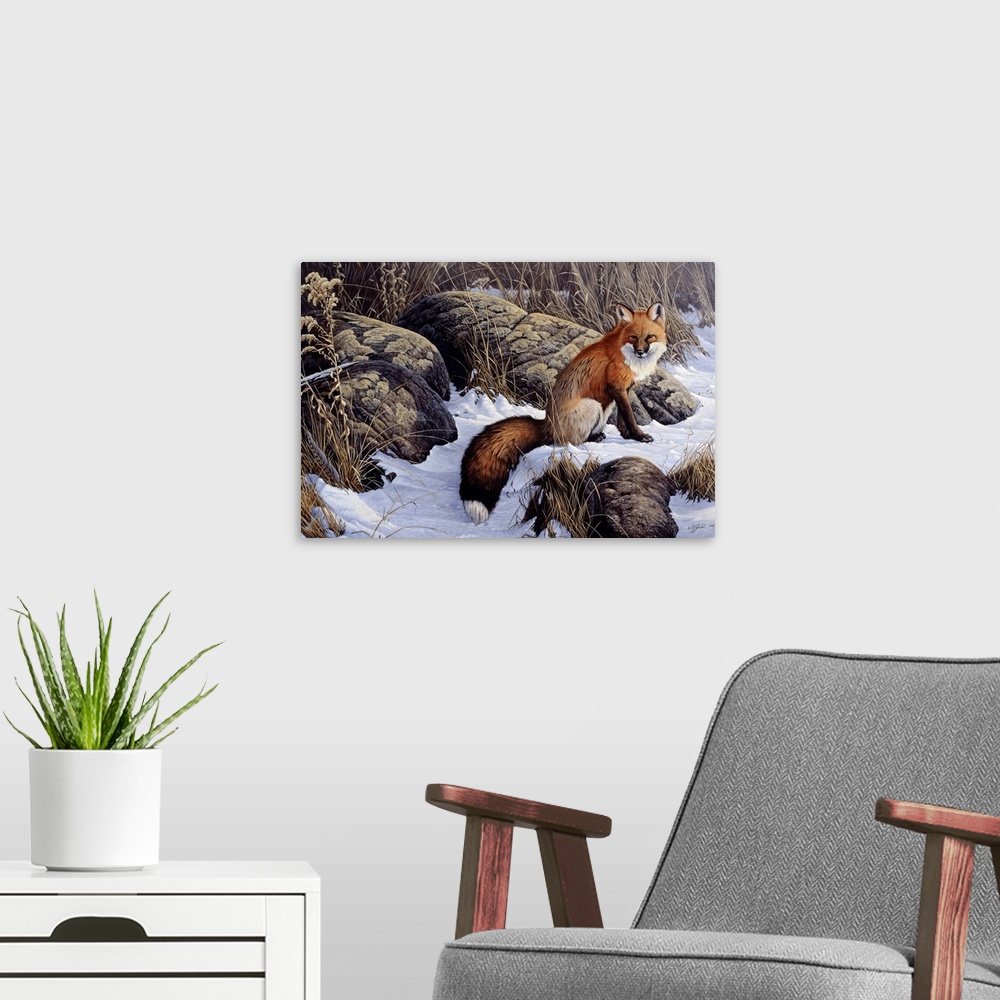 A modern room featuring Red fox sitting in the snow by some rocks.