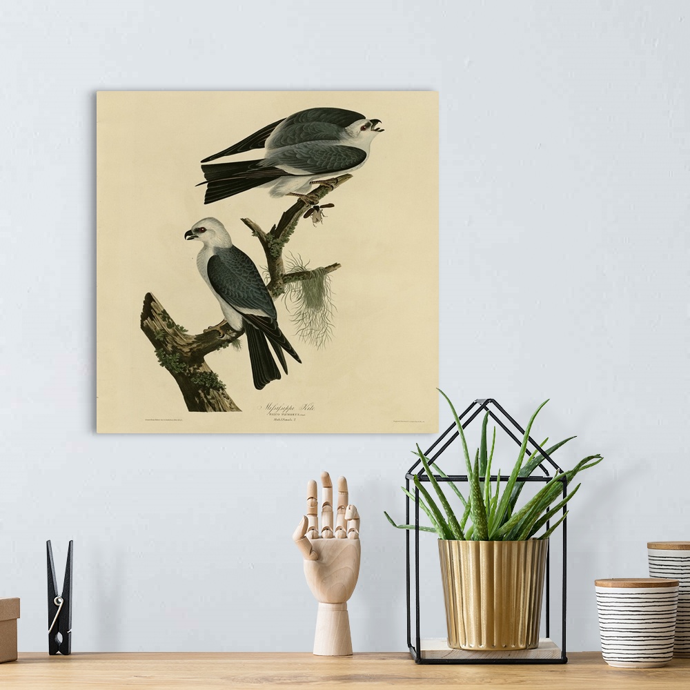 A bohemian room featuring Audubon Birds, Mississippi Kite