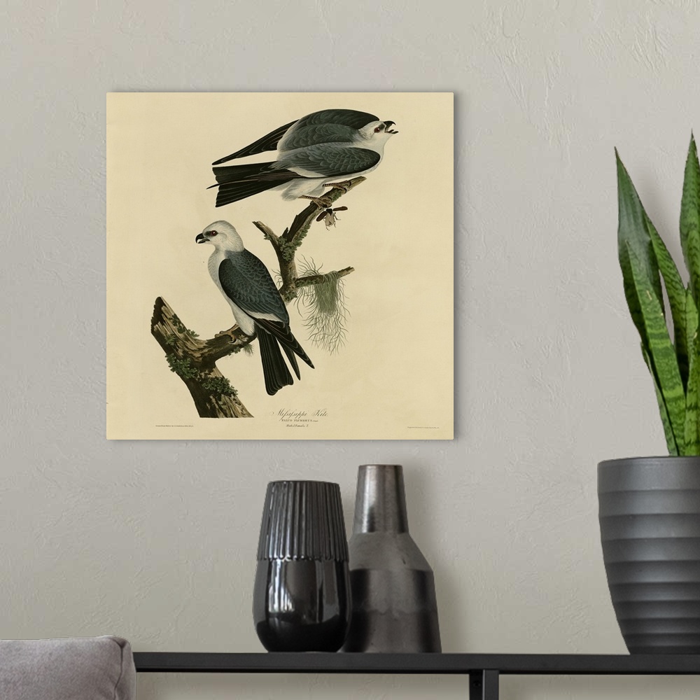 A modern room featuring Audubon Birds, Mississippi Kite