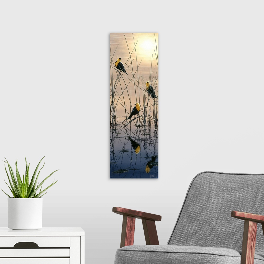 A modern room featuring yellow headed blackbirds sitting in marsh at sunrise