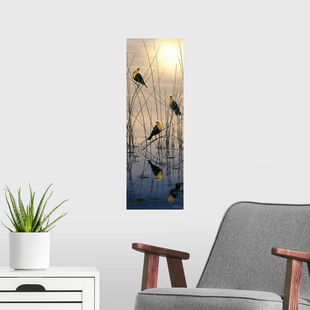 A modern room featuring yellow headed blackbirds sitting in marsh at sunrise