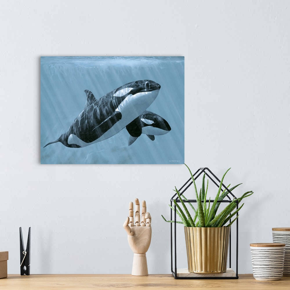 A bohemian room featuring Two orcas glide underwater.