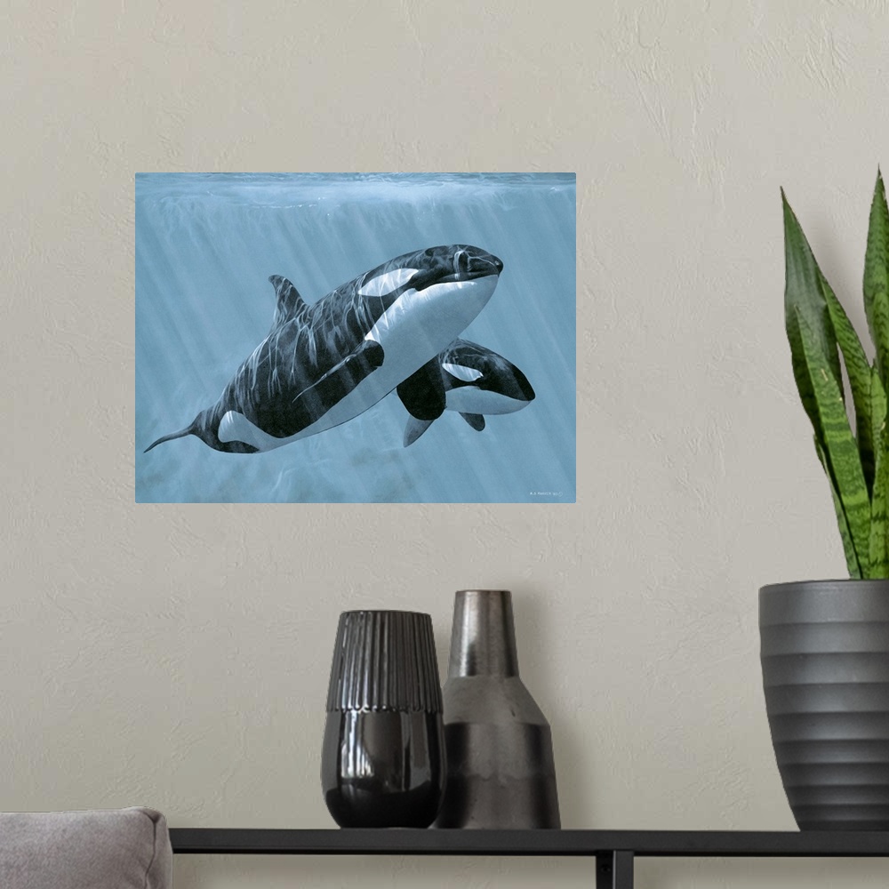 A modern room featuring Two orcas glide underwater.