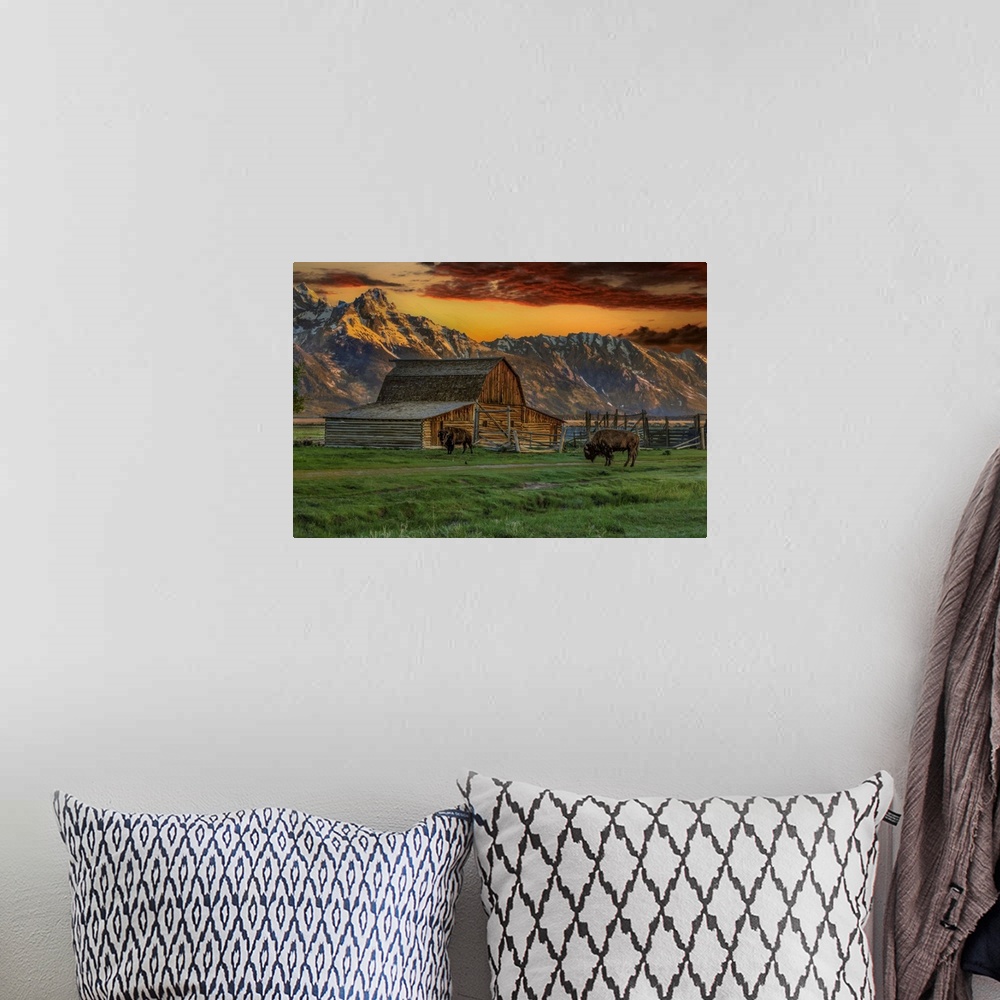 A bohemian room featuring Moulton Barn At Sunrise With Bison