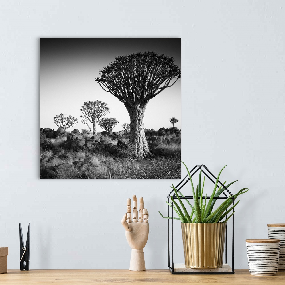 A bohemian room featuring Namibia Quiver Trees, black and white photography