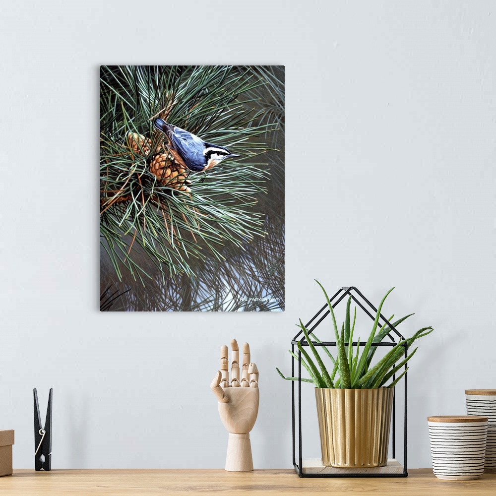 A bohemian room featuring A nuthatch on a pine cone in an evergreen tree.
