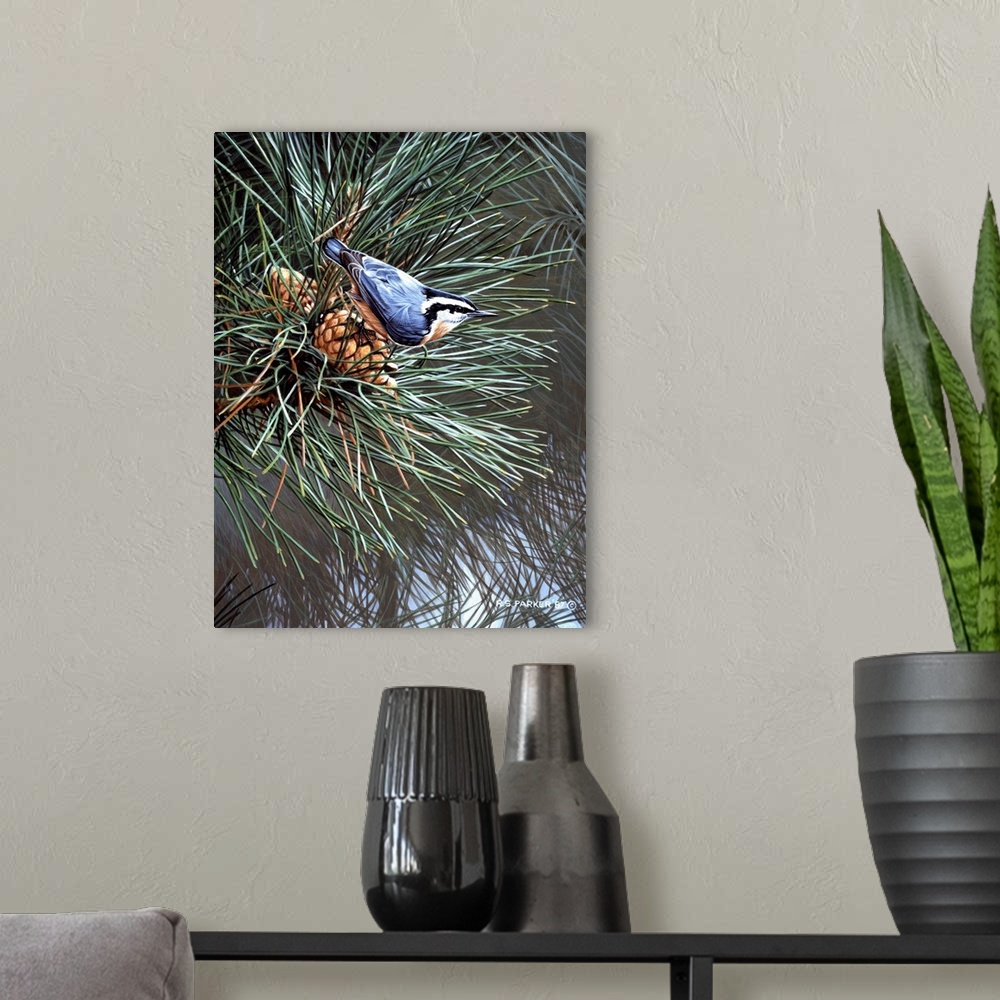 A modern room featuring A nuthatch on a pine cone in an evergreen tree.