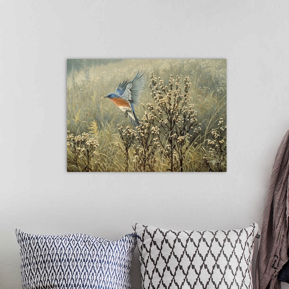 A bohemian room featuring Eastern bluebird flying over a meadow.